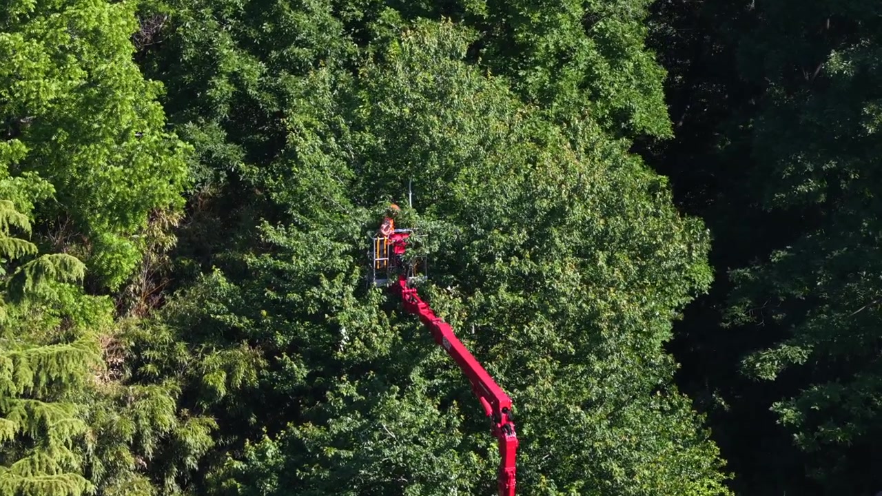 Worker in red bucket lift extends deep into dense green tree canopy in USA, long angled boom crane rises through thick leafy foliage beneath dappled afternoon sunlight. Aerial drone top Down
