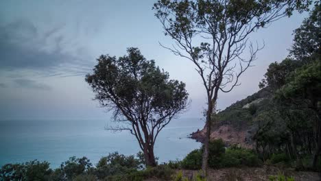 Sardinia Cliff Trees 4K 00