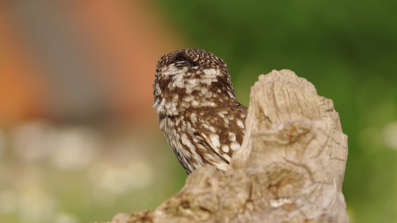 새끼 부 ⁇ 이가 카메라를 똑바로 쳐다보고, 큰 노란 눈, 클로즈업, 영화 속속 촬영