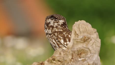 baby owl looking straight into camera, big yellow eyes, close up, cinematic slow motion