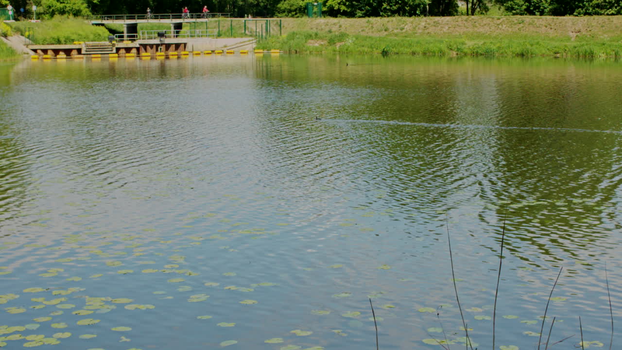 peaceful lake with some lotus growing and some ducks moving around