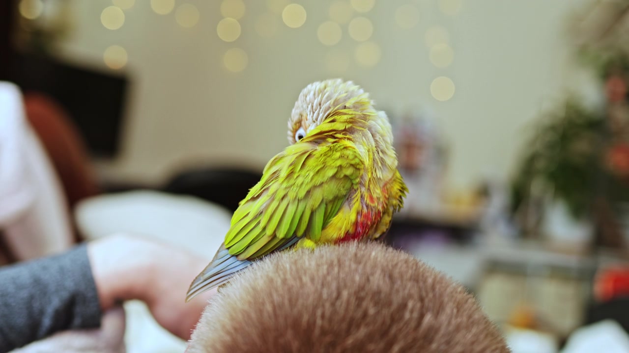 Un uccello verde brillante si posa sulla testa di un bambino mentre le persone si godono il tempo insieme in una casa illuminata da luci soffuse e un'atmosfera accogliente durante un raduno.