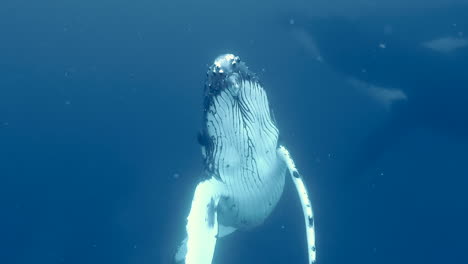 humpback whale swims towards surface of french polynesian ocean to breathe