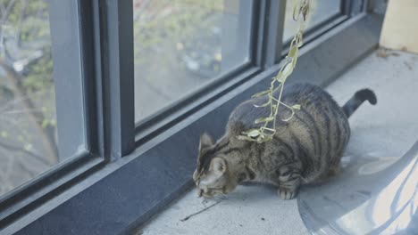 playful tabby cat by the glass window - close up