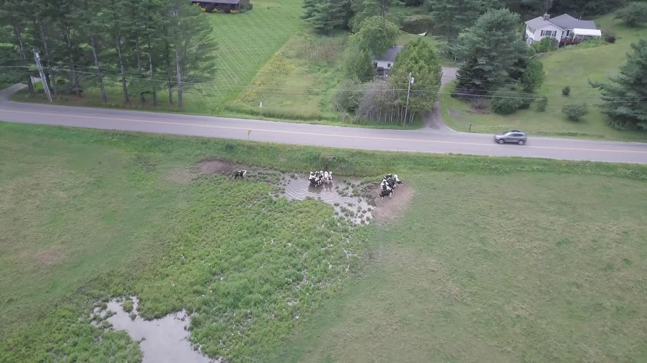 Aerial drone shot circling around cows in a green field, with a road in view behind them