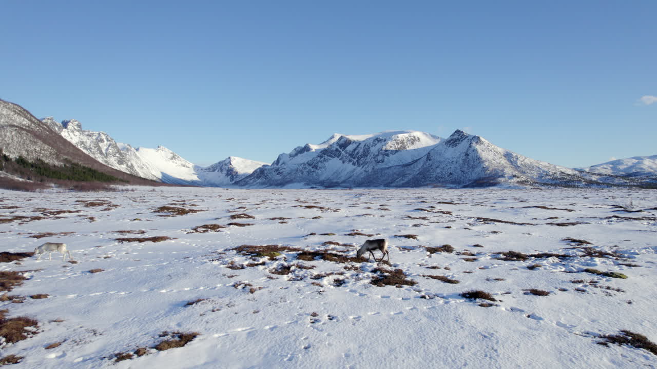 Aerial flyover of a small group of reindeer on a clear sunny winter day in the arctic with beautiful snow covered mountains in the background