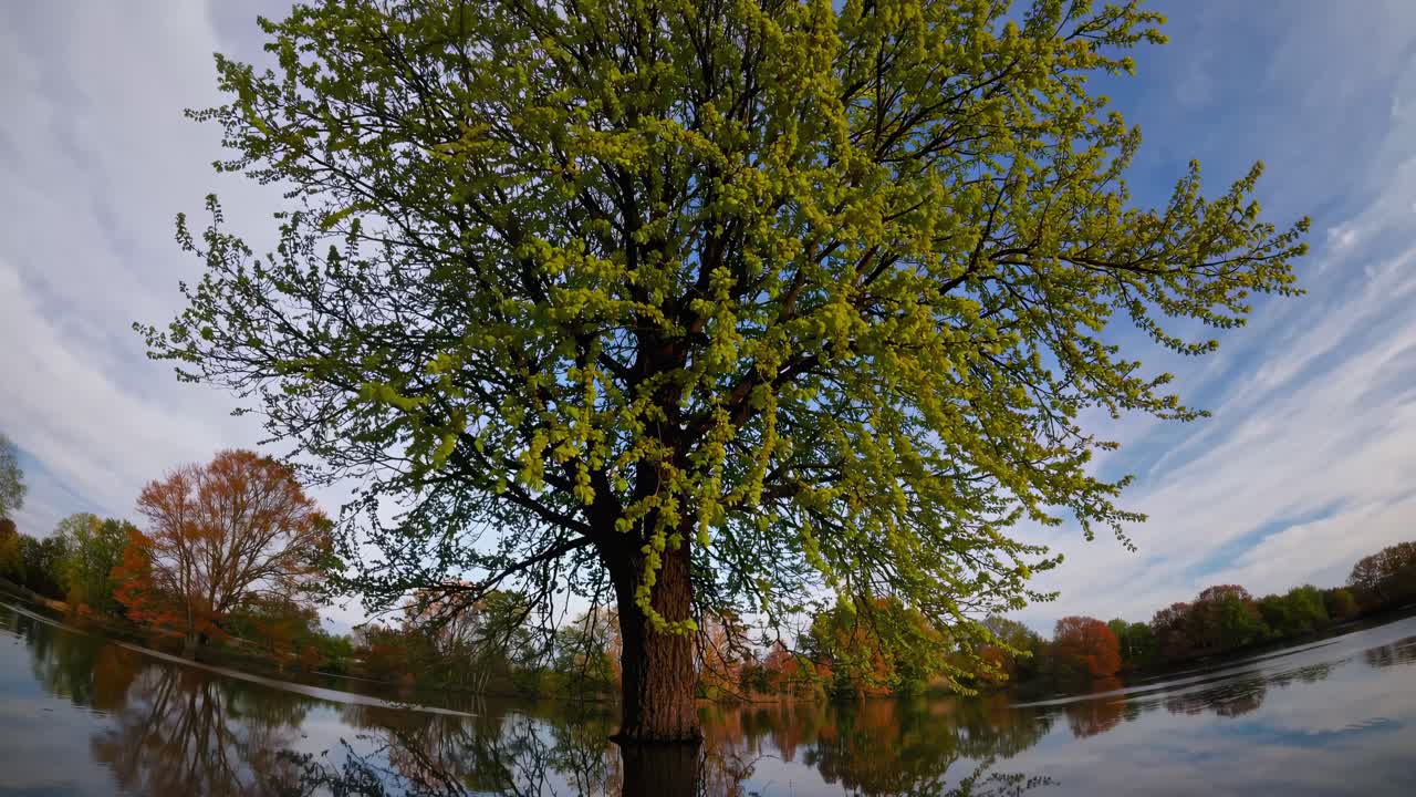 A fisheye lens captures a tree in vibrant spring bloom, surrounded by calm water