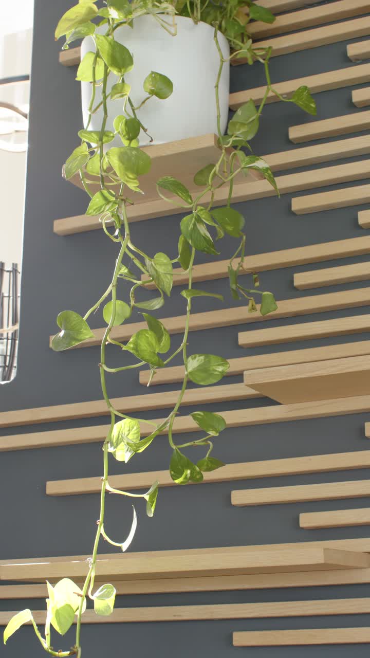 Video verticale: piante di pothos che ricadono lungo listelli mentre la camera si inclina per rivelare una foglia illuminata dal sole