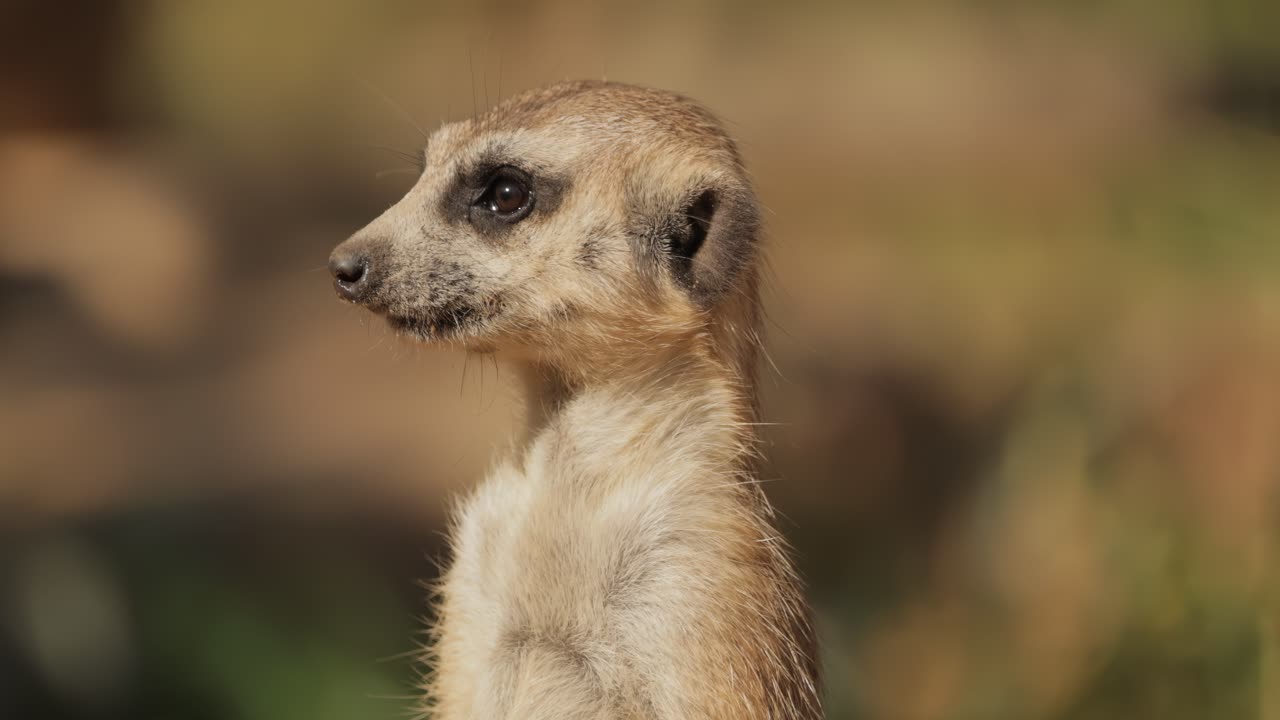 O suricato (Suricata suricatta) é um pequeno mangusto encontrado no sul da África