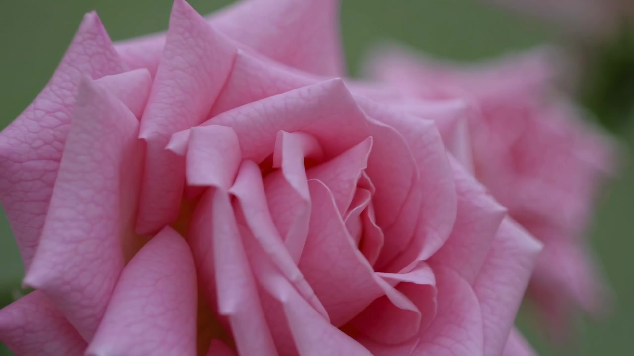 Primo piano di una rosa rosa in fiore in un giardino