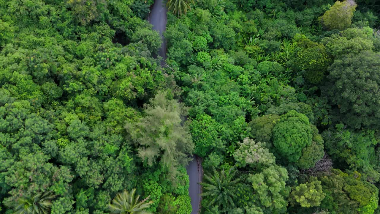 un hermoso vuelo de avión no tripulado detrás de un scooter conduciendo por una carretera en las montañas entre las palmeras en la isla de phuket en 4k