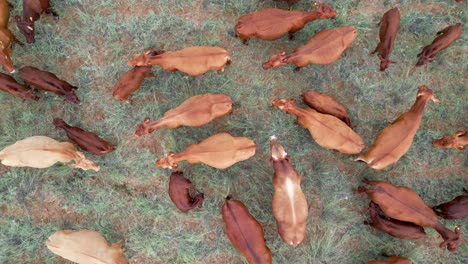 Aerial-view-of-free-range-cattle-grazing-on-a-rural-farm,-South-Africa