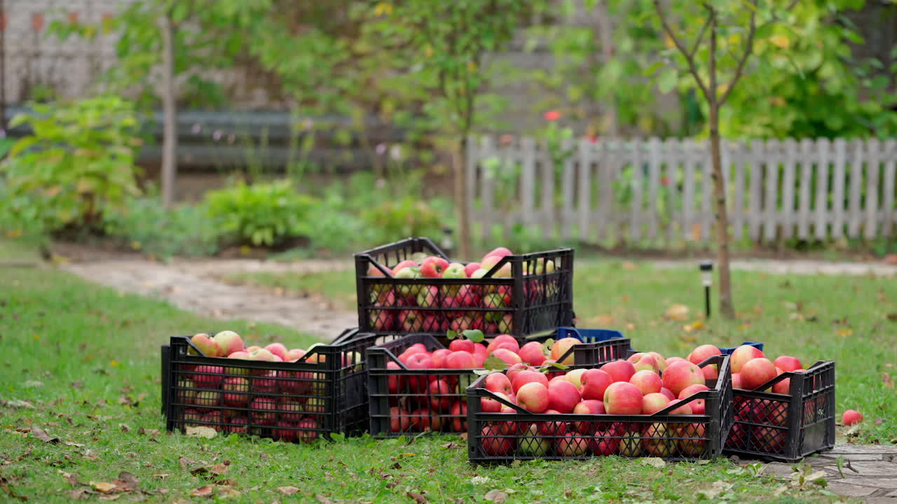 Stack of drawers with apples. Man taking off apple boxes full of fresh fruits in the garden. Organic apples in drawers in autumn time.