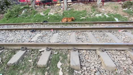 the dog eats something on the side of the train tracks