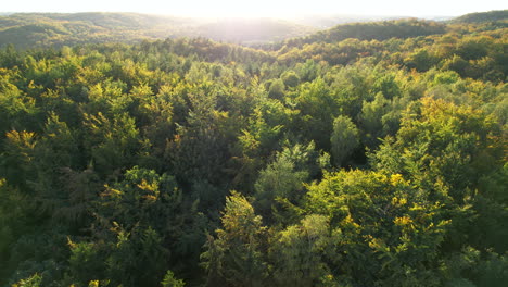 Backward-drone-over-green-and-yellow-forest-in-big-light-sun