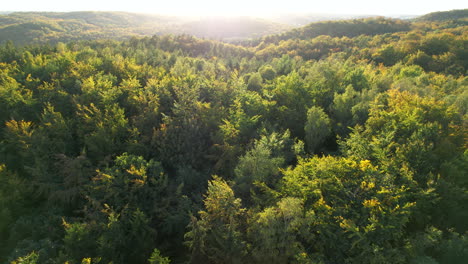 drone hacia atrás sobre el bosque verde y amarillo en un gran sol claro