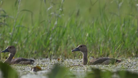 lesser whistling ducks wading in morning