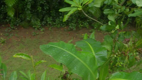 panorámica de la planta de dracaena mahatma y las gotas de lluvia en el ambiente del jardín tropical