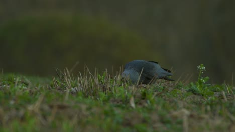 Jackdaw-Corvus-Monedula-Está-Inspeccionando-El-Jardín-En-Hora-Dorada-2