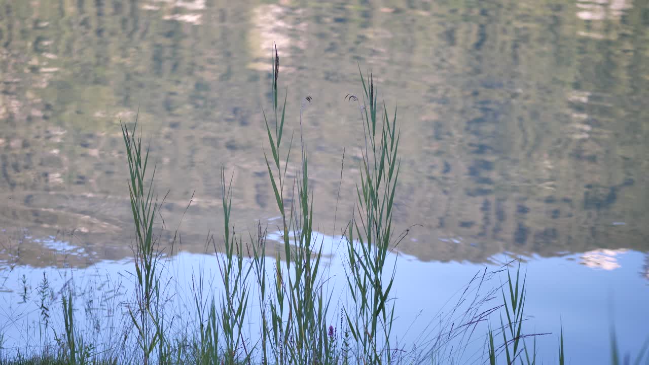Green plants standing at the border of the slowly bobbling water while the reflection is moving. Steady peaceful shot