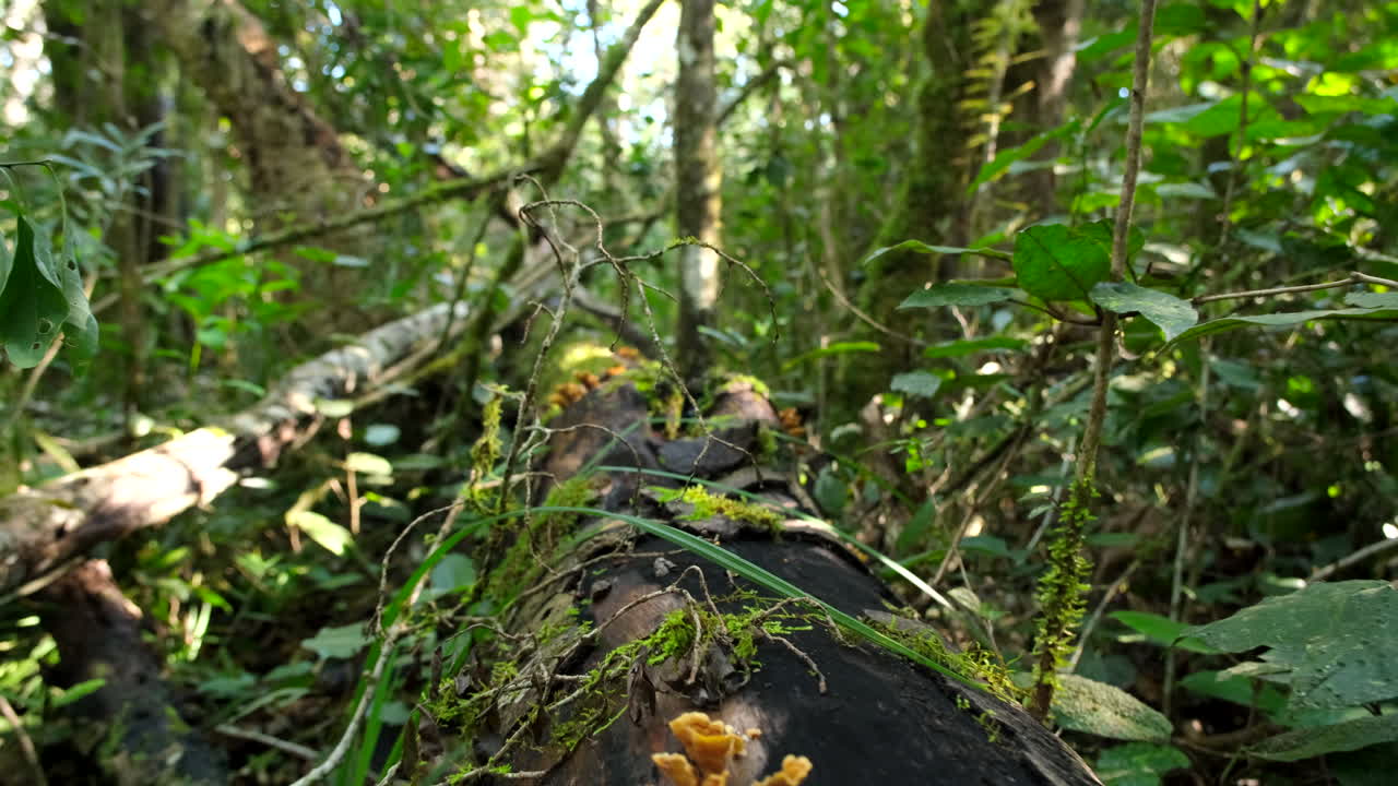 Forest with Fallen Tree and Mushrooms