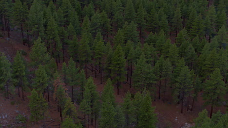 Tilt-up-and-pan-right-over-Douglas-Fir-trees-in-a-forest-on-the-side-of-a-mountain-in-Lake-Tahoe-Nevada-on-a-moody-winter-evening