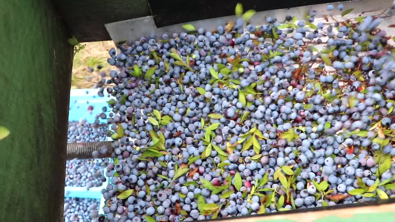 가까운 베리 패치에서 수확된 후 낙하산 아래로 진동하는 블루베리