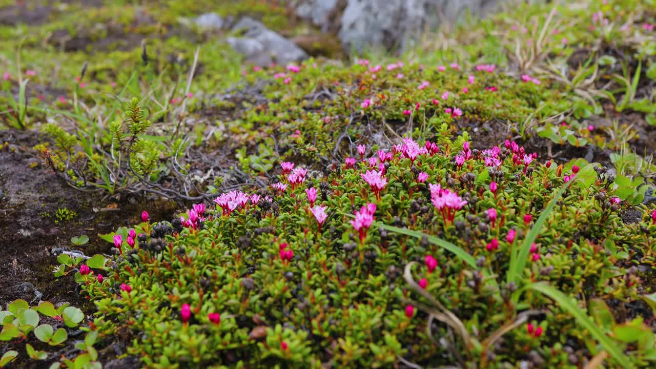 la tundra ártica, la hermosa naturaleza, el paisaje natural de noruega.