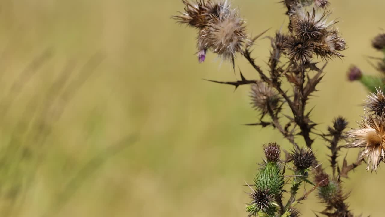 Close-up of thistle plants with dry flowers and spiky leaves in a grassy field.