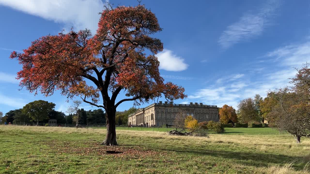 árbol solitario con follaje rojo de otoño parado en un campo de hierba verde con una casa señorial de campo inglesa en el fondo
