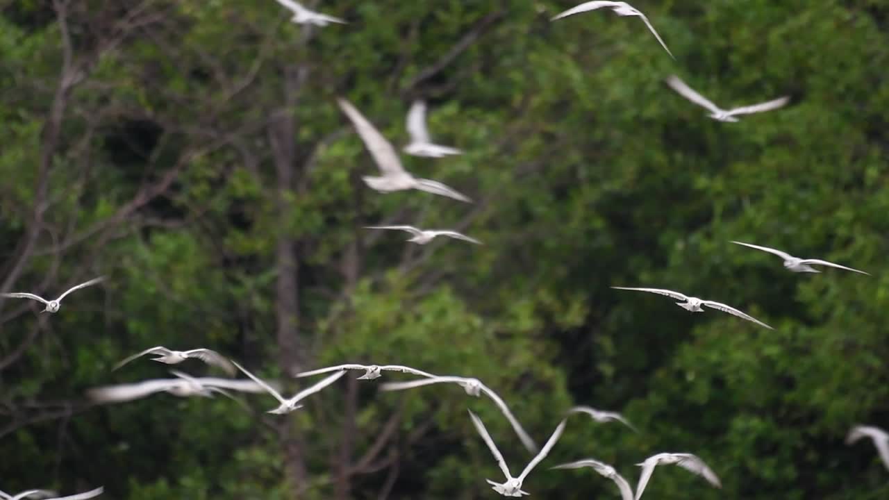 제비갈매기는 전 세계 바다, 강 및 기타 더 넓은 수역에서 볼 수 있는 바닷새입니다.