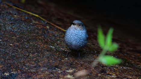 this female plumbeous redstart is not as colourful as the male but sure it is so fluffy as a ball of a cute bird