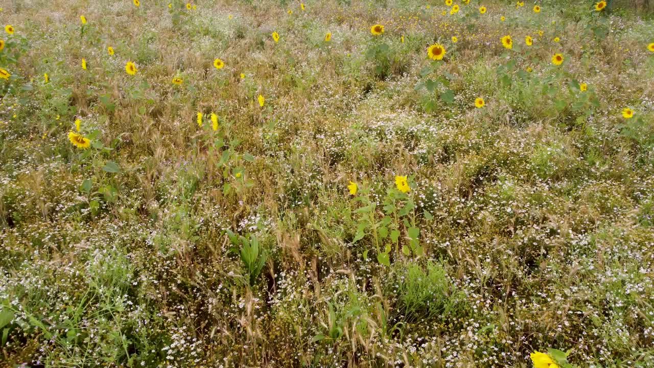 해바라기와 시골 초원 위에 공중