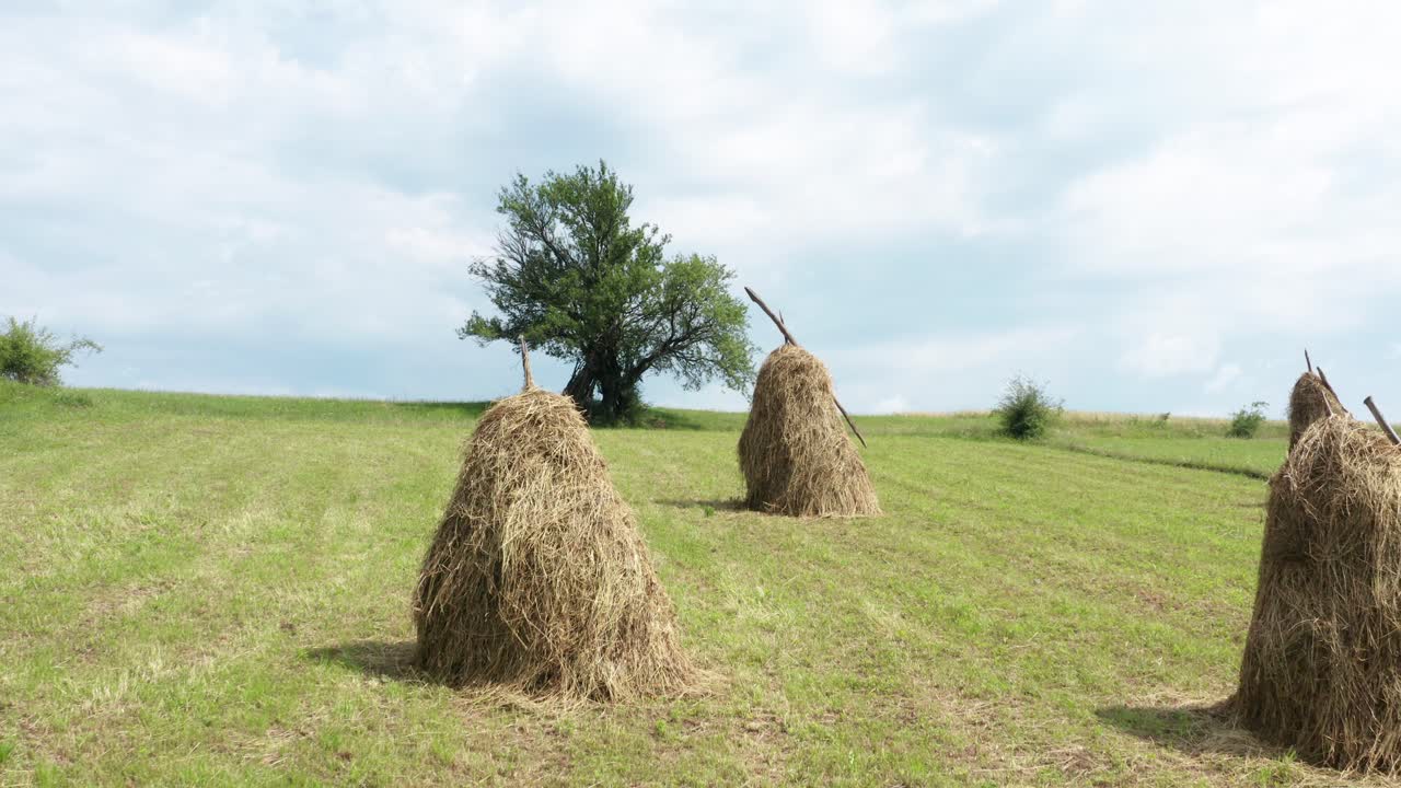 vista aérea de hayricks, montones de hierba seca cortada en la pradera del campo rural serbio con un árbol aislado en el fondo, disparo de drones