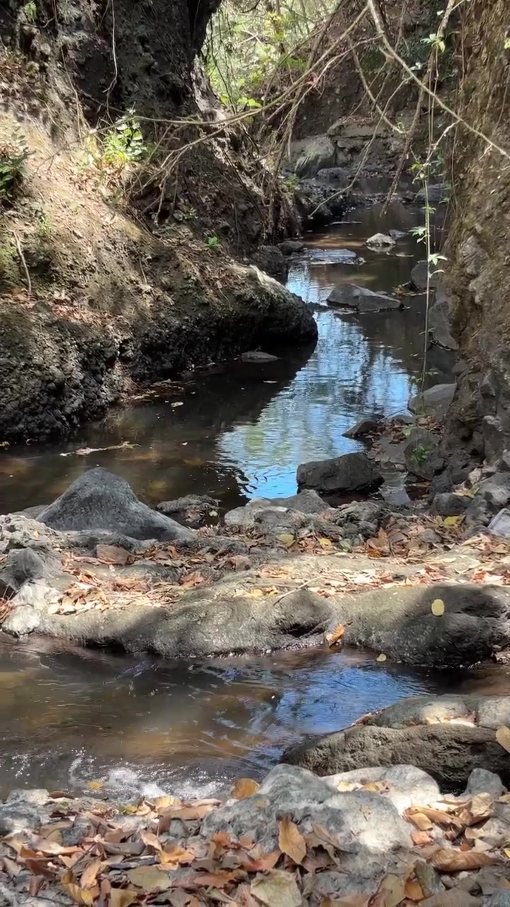 Pequeño Arroyo Forestal Fluyendo a Través de Terreno Rocoso
