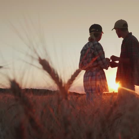 silhouettes of farmers in wheat field using a tablet