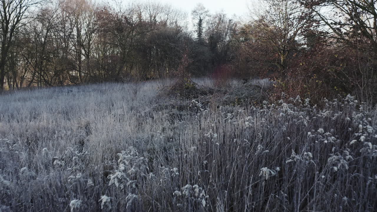 paesaggio invernale di prima mattina, carrellata su cespugli coperti di brina, molto romantico