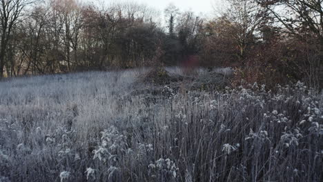 early morning winter landscape, tracking shot over frost-covered bushes, very romantic