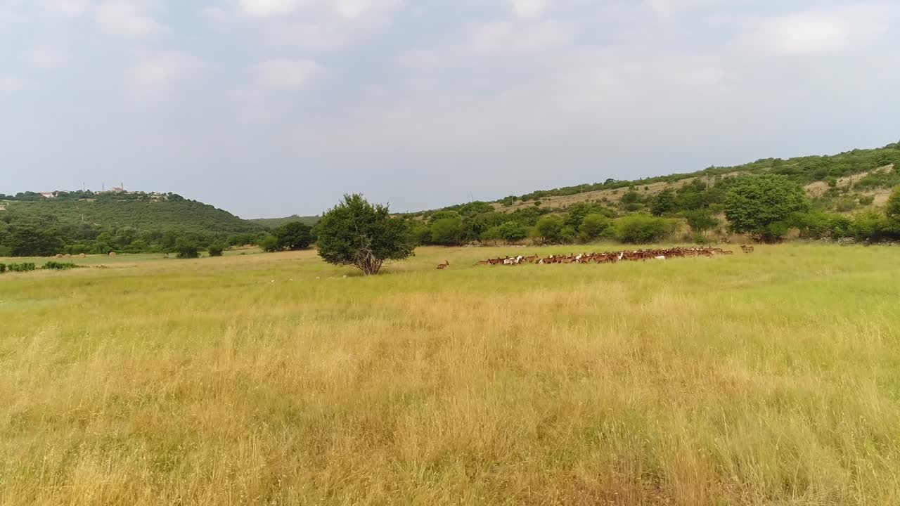 View of Croatian countryside, focusing on an open field with a herded group of animals below a hillside