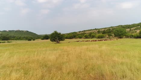 Blick-Auf-Die-Kroatische-Landschaft,-Mit-Schwerpunkt-Auf-Einem-Offenen-Feld-Mit-Einer-Herde-Tiere-Unterhalb-Eines-Hügels