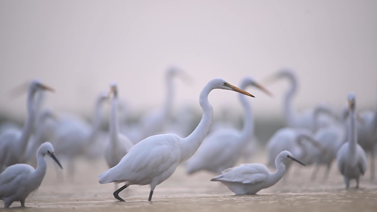 большие цапли туманным утром