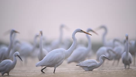 great egrets in misty morning
