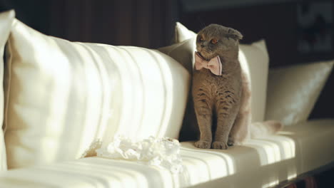scottish fold cat. british blue cat at home. big fat and impudent cat.