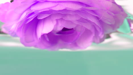 close-up of a beautiful purple ranunculus