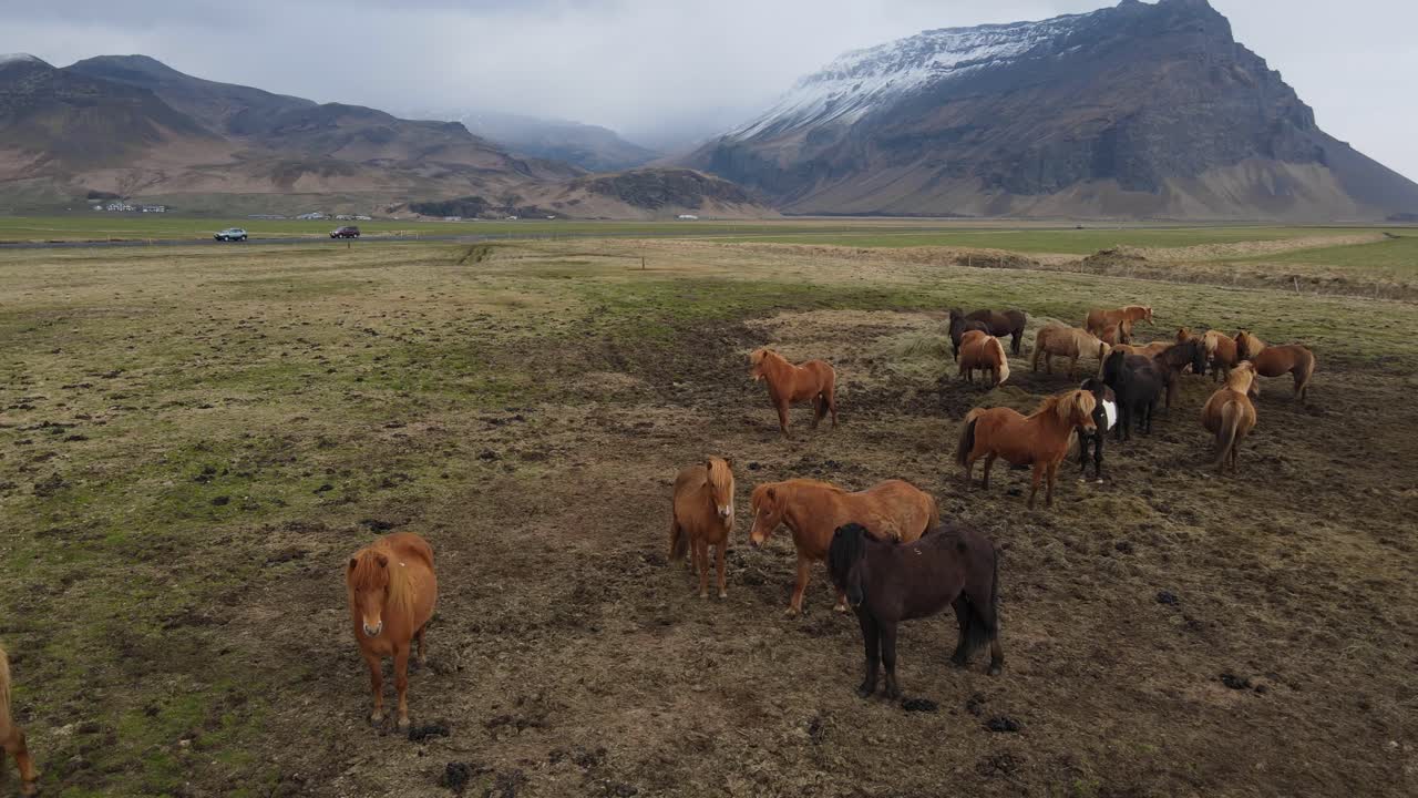 imágenes aéreas de drones de caballos islandeses