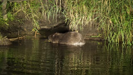 castor europeo mordiendo rama en agua comiendo corteza, parque nacional de biebrza polonia