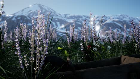 lavender field with blue sky and mountain cover with snow