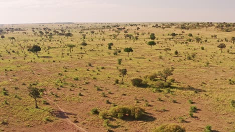 Africa-Aerial-drone-shot-of-Maasai-Mara-Landscape-in-Kenya,-Beautiful-View-of-Vast-African-Scenery-from-High-Up-Above,-Beautiful-Sunlight-and-Sun-Light-Establishing-Shot-of-Trees-and-Shrubland