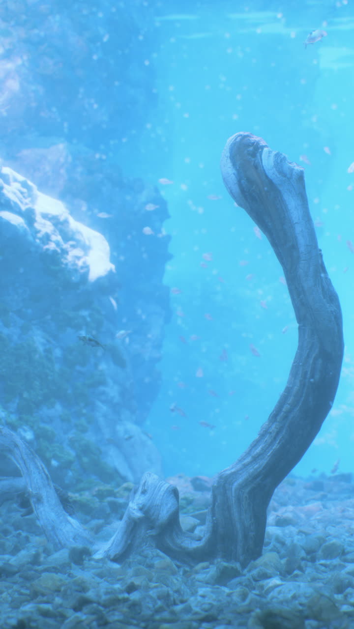 물 에 떠다니는 나무와 물고기