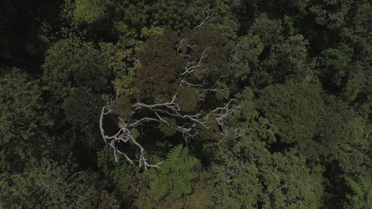 toma de drone de un enorme árbol en una selva tropical.